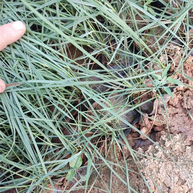粉黛乱子草花海用苗批发 粉黛乱子草价格