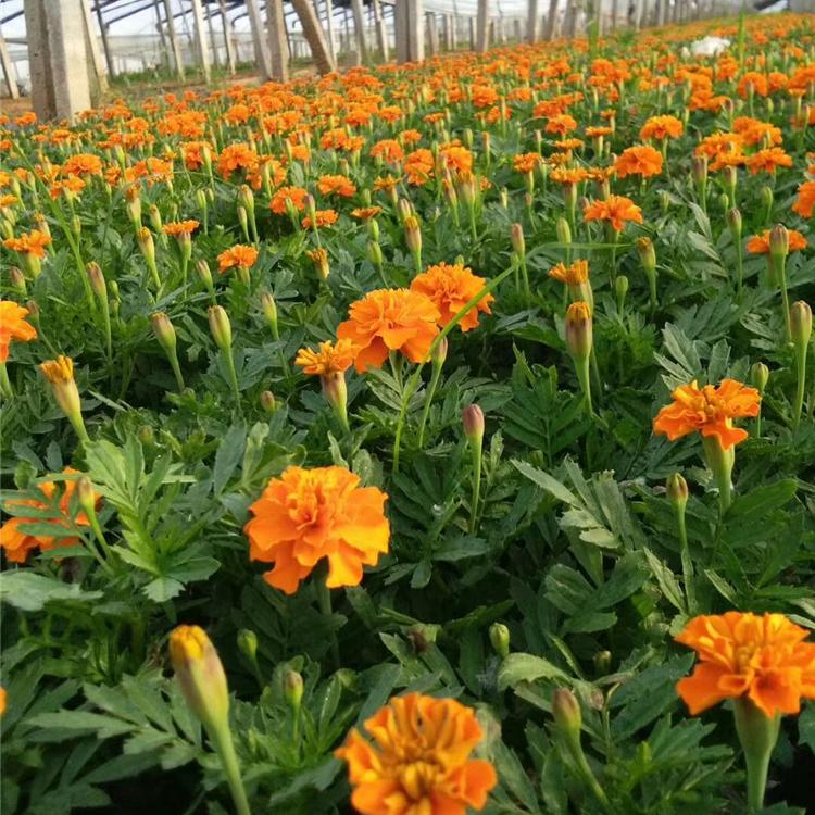 孔雀草 时令草花孔雀草销售