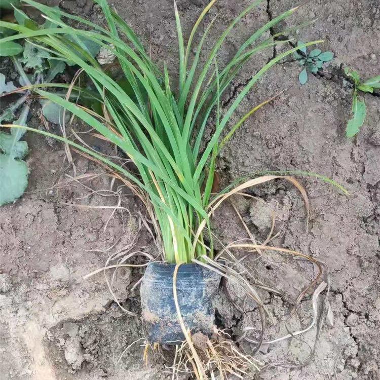 大花萱草基地 出售大花萱草苗 价格优惠