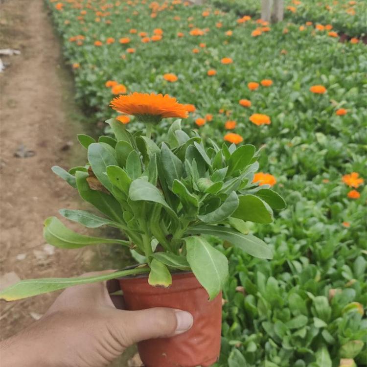 金盏菊 金盏菊批发 五一组摆草花金盏菊