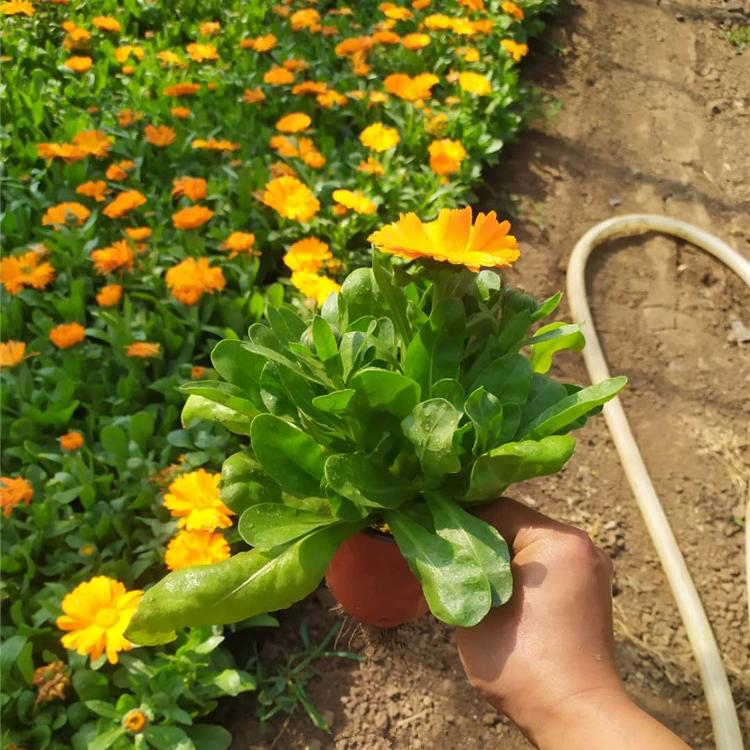 金盏菊批发 金盏菊花苗价格