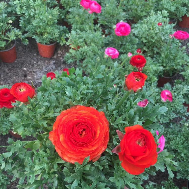 芹叶牡丹 芹叶牡丹批发 芹叶牡丹价格