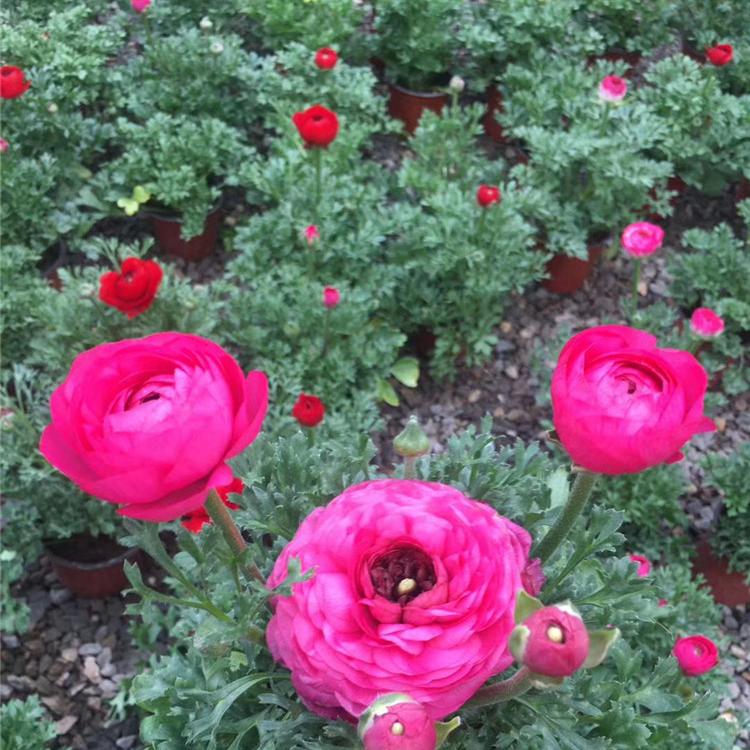 芹叶牡丹花苗销售 芹叶牡丹批发价格