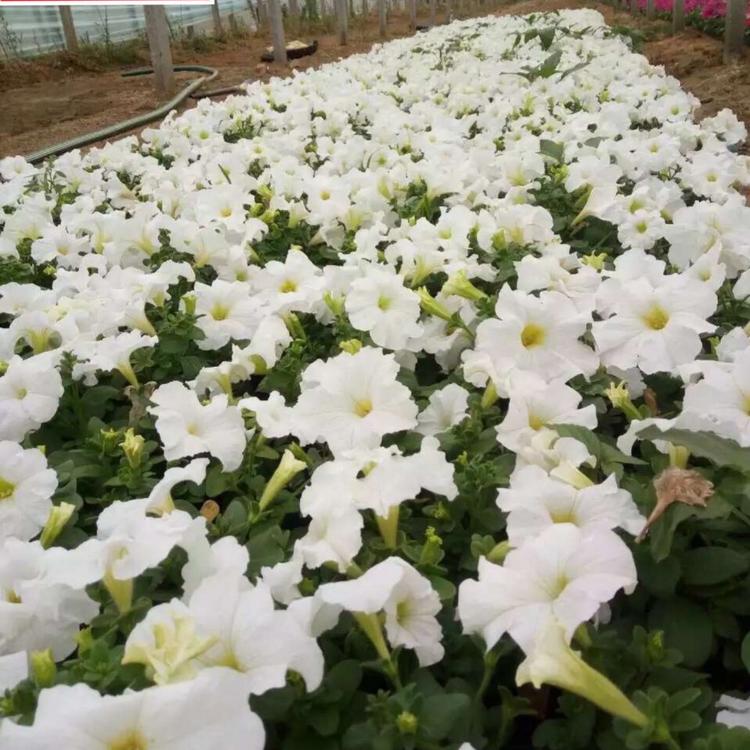 绿化苗木工程用苗矮牵牛 苗圃直供矮牵牛小苗-鸿艺花卉