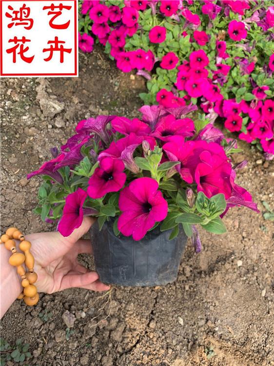 垂钓牵牛的批发价格 山东草花基地批发垂钓矮牵牛-鸿艺花卉