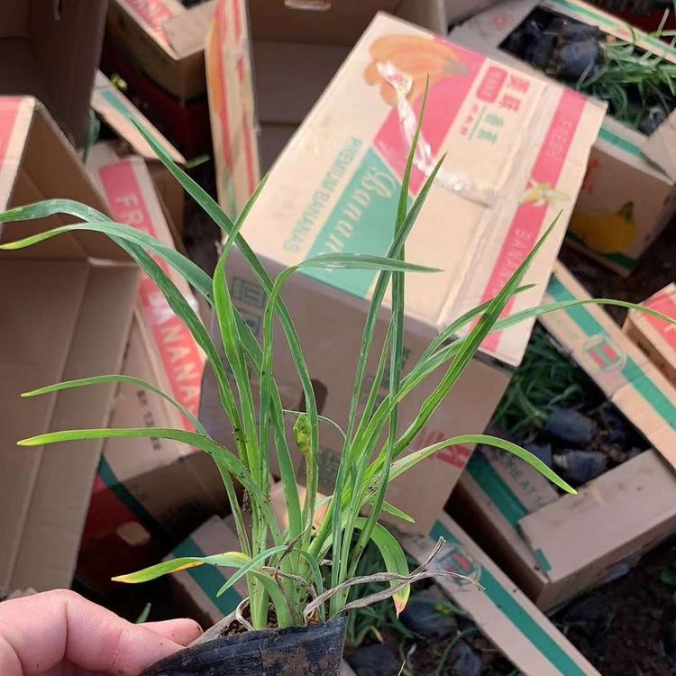 大花萱草基地 大花萱草价格 大花萱草供应 金娃娃萱草供应