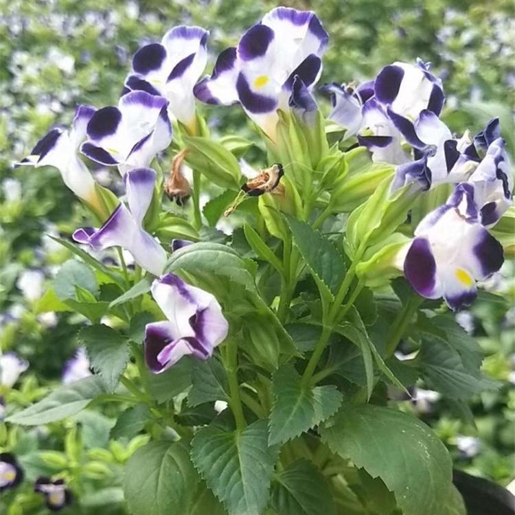 夏堇批发  蓝猪耳小苗 江瑞夏堇基地