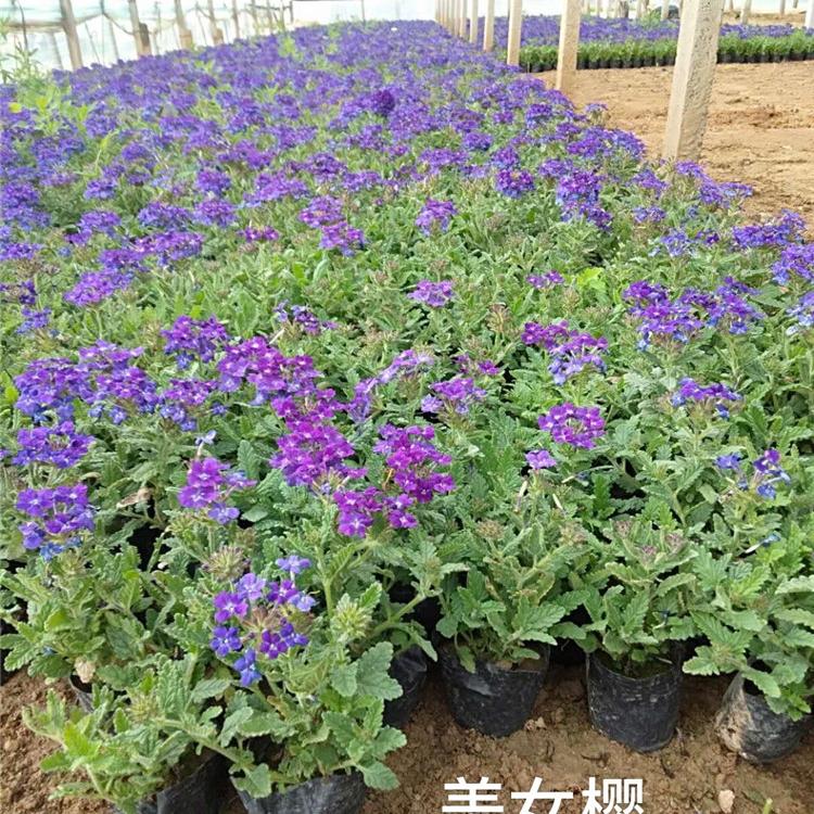 草花美女樱 美女樱价格 美女樱批发