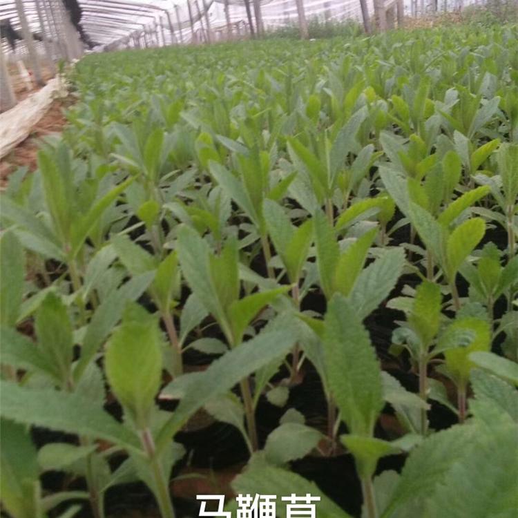 马鞭草小苗 鼠尾草批发 花海用苗销售