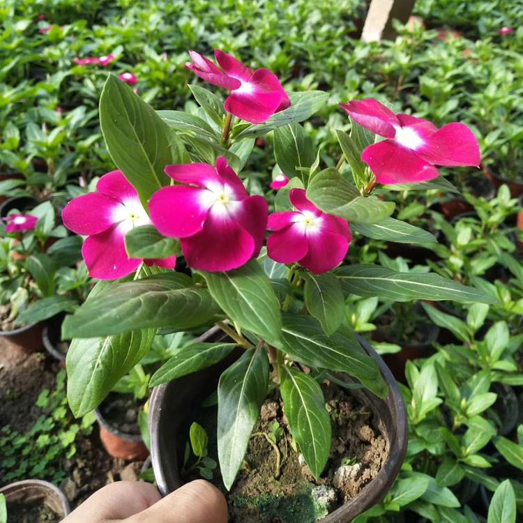 长春花花苗 长春花批发 长春花价格