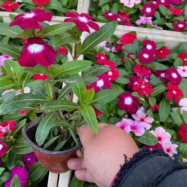 长春花价格 五一组摆草花批发 长春花基地