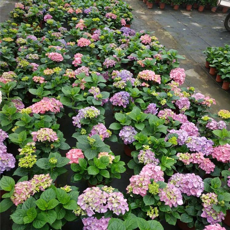 绣球 绣球批发 八仙花价格