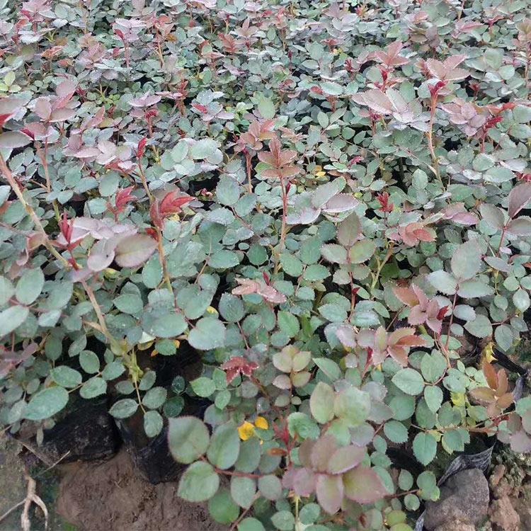 丰花月季种植批发 长势好丰花月季苗