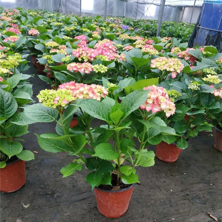 绣球花花苗 绣球花批发价格