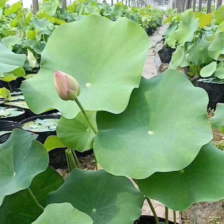 湖泊绿化花卉-荷花价格 腾东花卉 水生植物批发