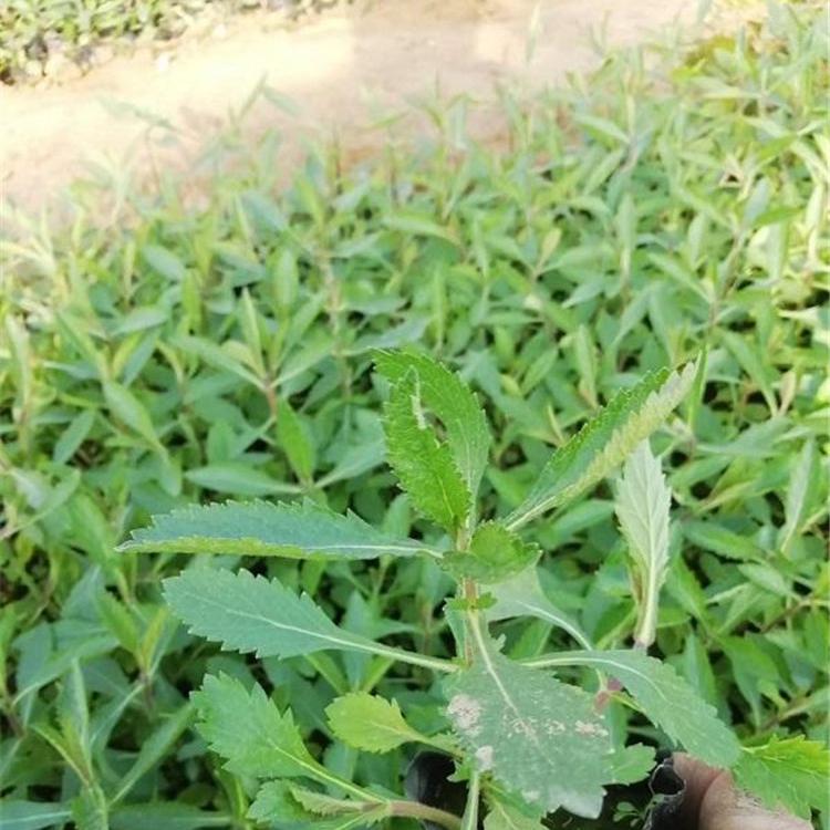 柳叶马鞭草 柳叶马鞭草价格 柳叶马鞭草花海