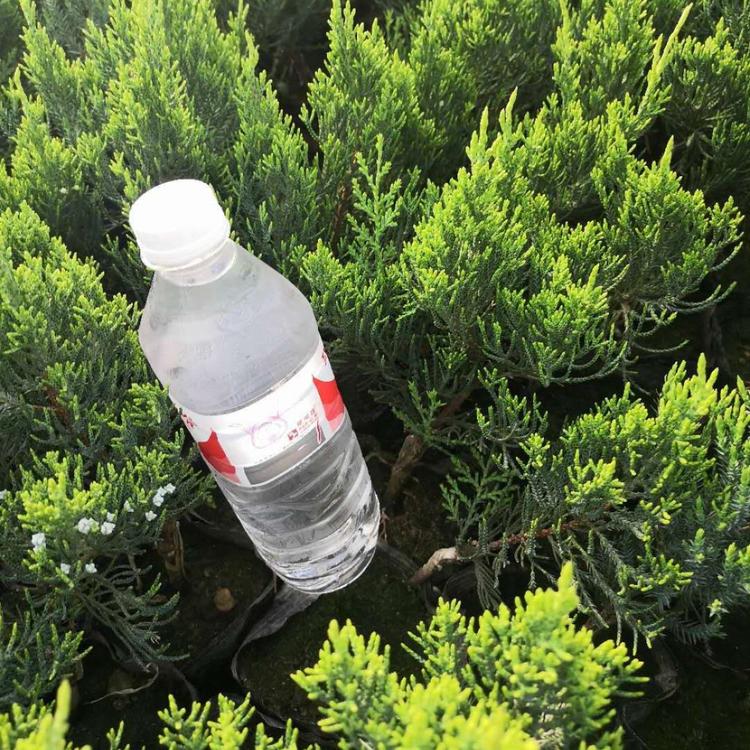 腾东花卉基地直销批发龙柏 龙柏树苗