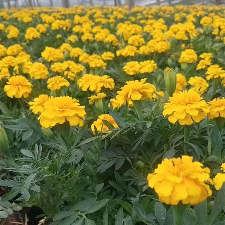 孔雀草批发价格  节假日组摆草花孔雀草