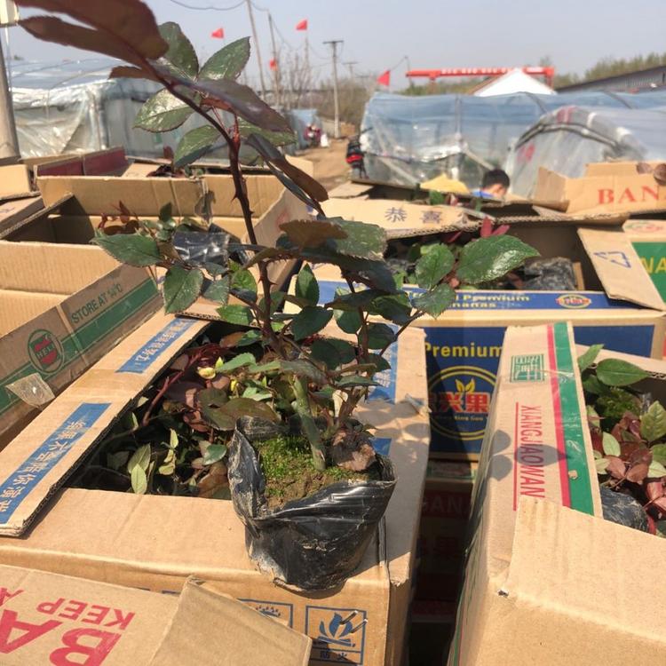 大花朵大花月季供应商 月季小苗批发商