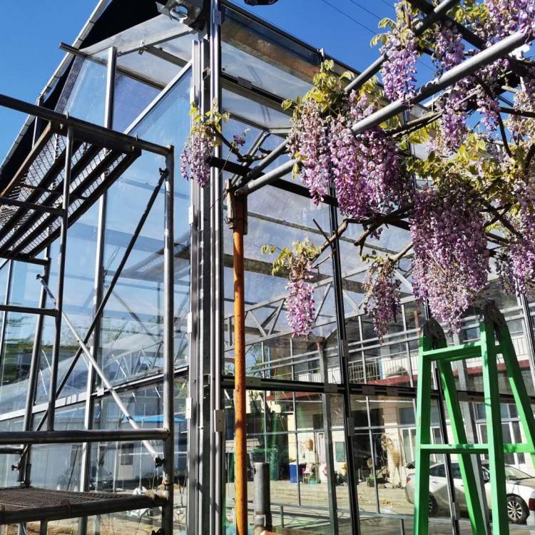 山东省纹络型玻璃温室  公司样品棚建设 花卉基地建造  生态餐厅建设