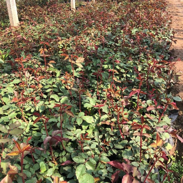大花月季价格 花形优美 山东大花月季种植基地 现货出售