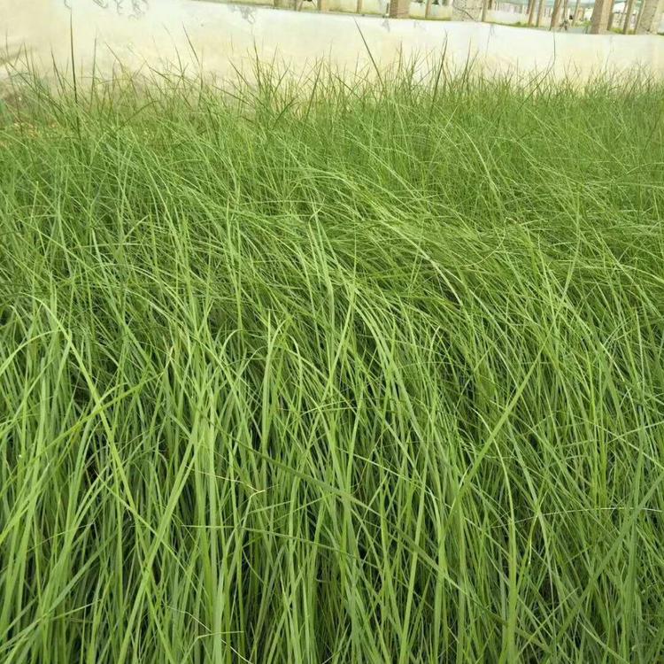 基地直供粉黛乱子草   青州昌和  粉黛乱子草种植基地