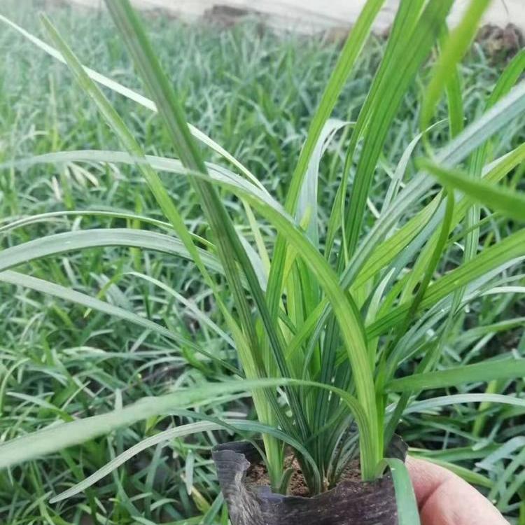 兰花三七价格 兰花三七基地 兰花三七种植基地