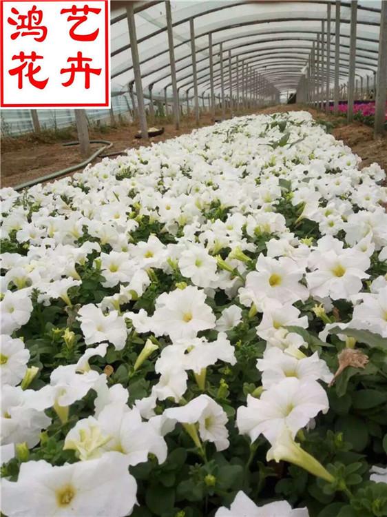 园林景区绿化工程矮牵牛种苗 耐寒花卉矮牵牛批发-鸿艺花卉