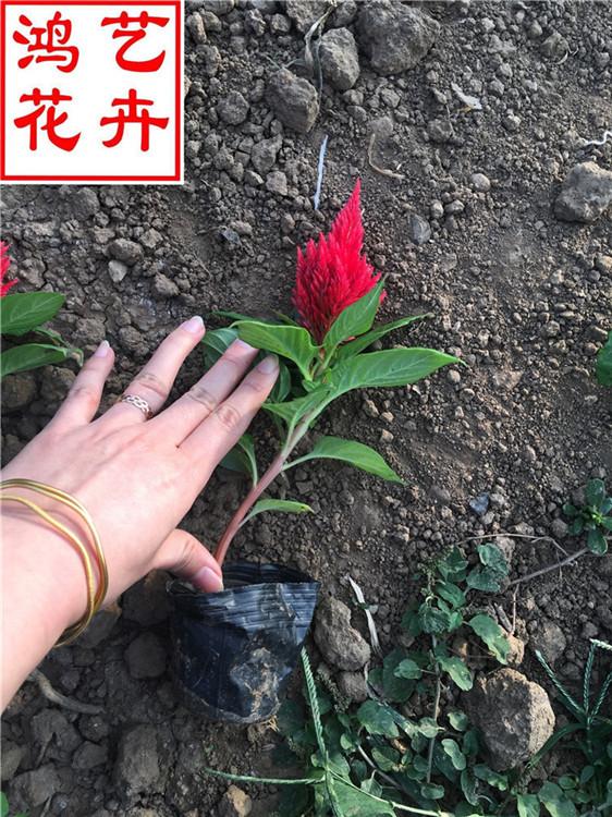 道路绿化幼苗鸡冠花 专家培育鸡冠花种苗-鸿艺花卉
