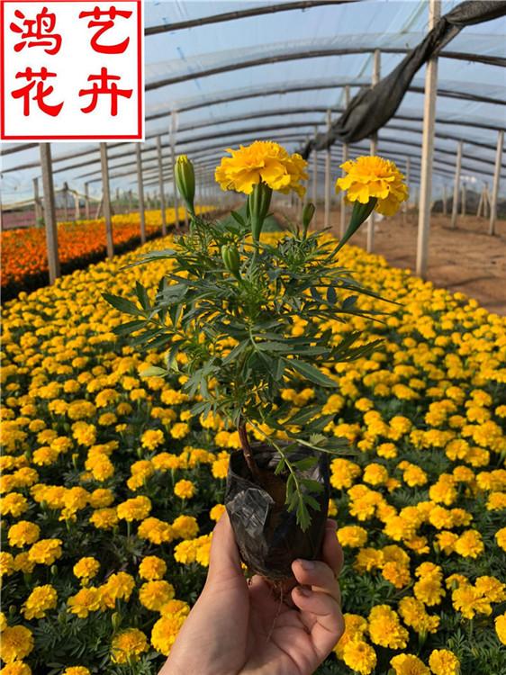 时令草花孔雀草的报价 绿化工程用苗孔雀草批发-鸿艺花卉