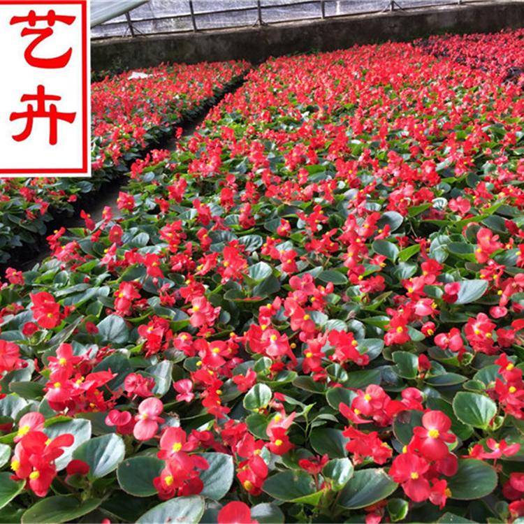 时令草花四季海棠基地 野花组合批发四季海棠-鸿艺花卉