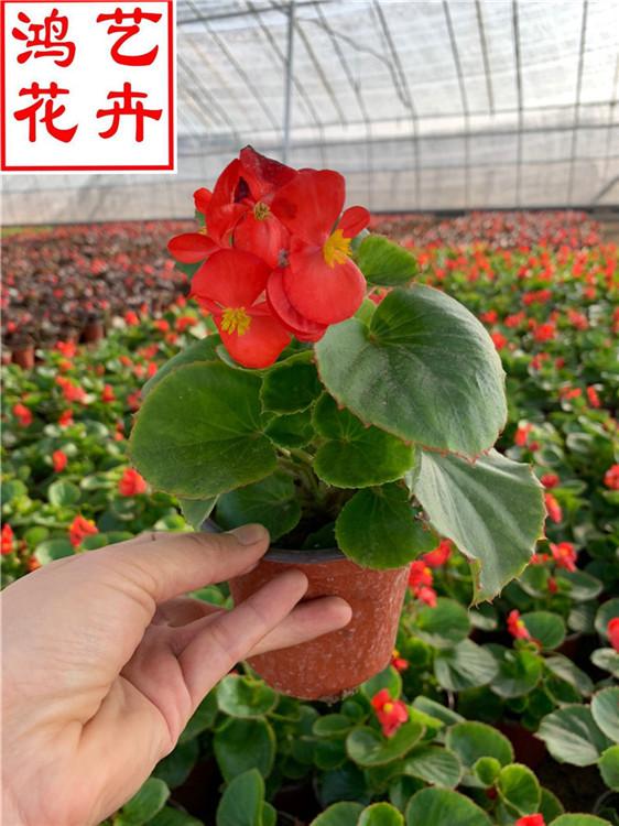 景观花卉四季海棠苗圃直供 四季海棠种苗批发-鸿艺花卉