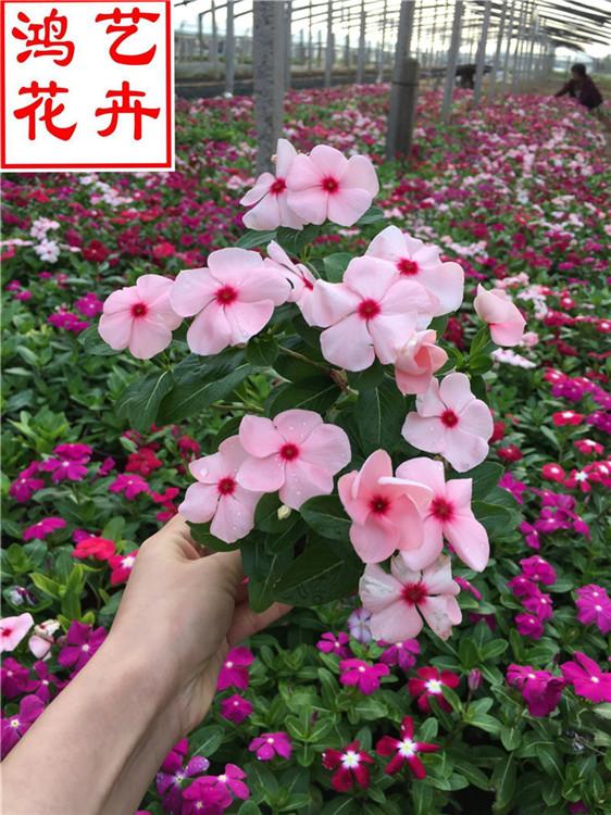 天天开种苗上车价 草花批发天天开盆栽-鸿艺花卉