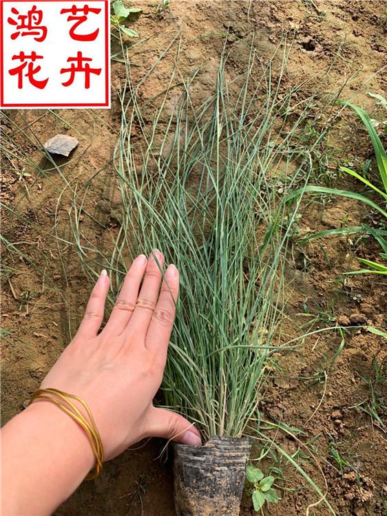 宿根花卉粉黛乱子草批发价 道路绿化粉黛乱子草小苗