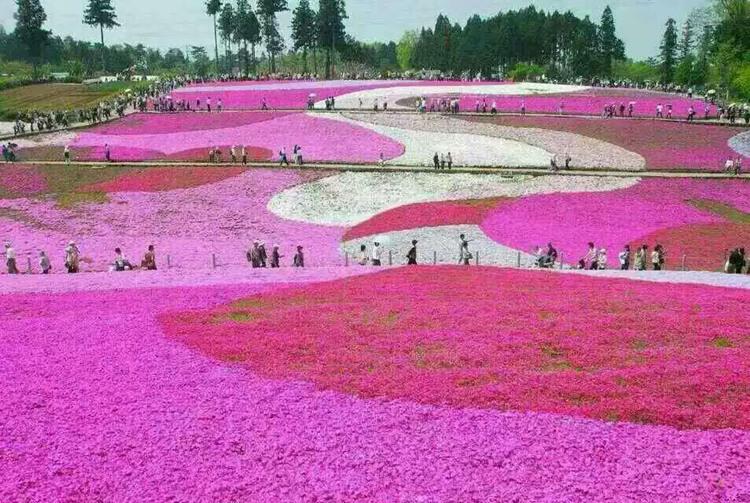 芝樱 芝樱花苗批发 芝樱价格