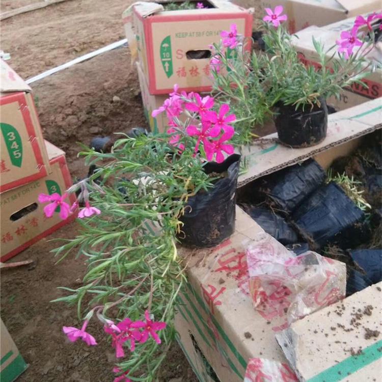 芝樱花海设计 芝樱小苗批发