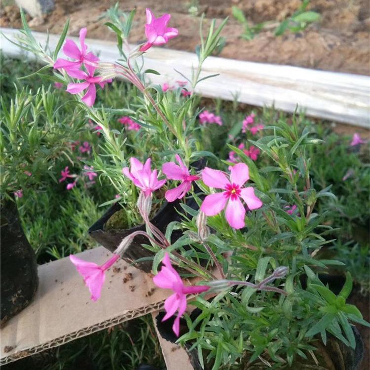 芝樱 福禄考花苗 丛生福禄考批发