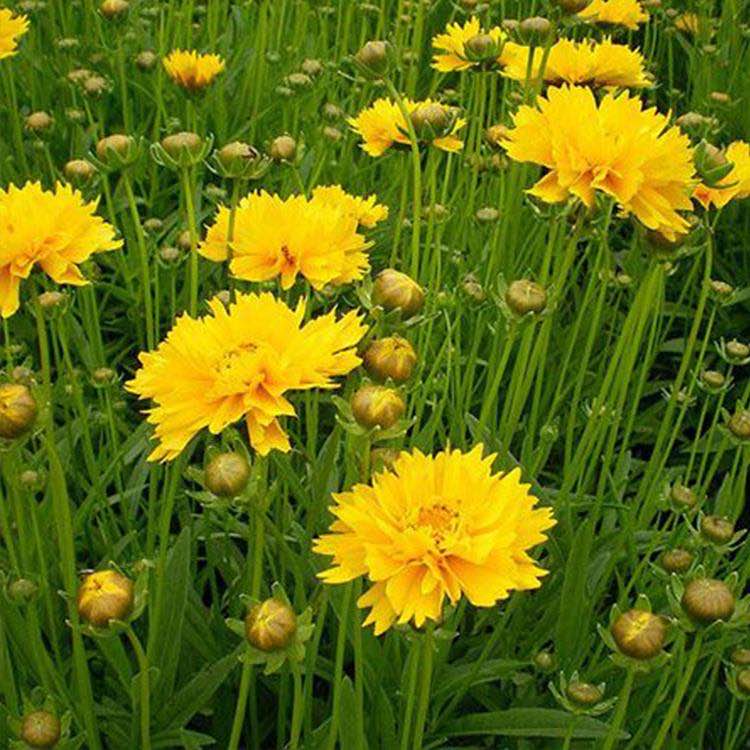 金鸡菊花海 金鸡菊小苗批发