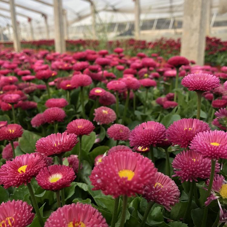 大量批发雏菊 雏菊种植基地 雏菊基地 朵儿花卉