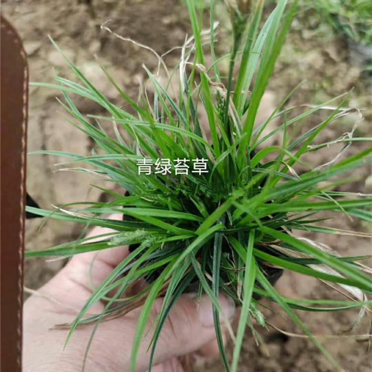 崂峪苔草 青绿苔草批发