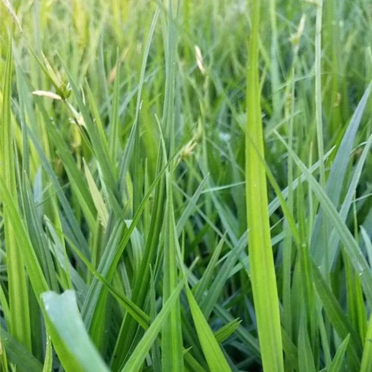 崂峪苔草价格 青州崂峪苔草批发