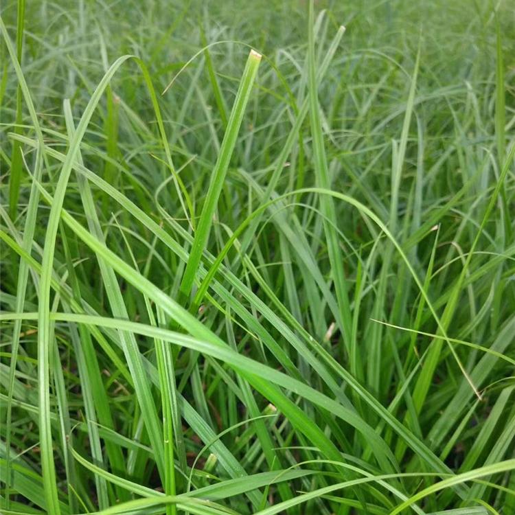 青绿苔草 青绿苔草批发价格 山东青绿苔草订购报价 江瑞园艺