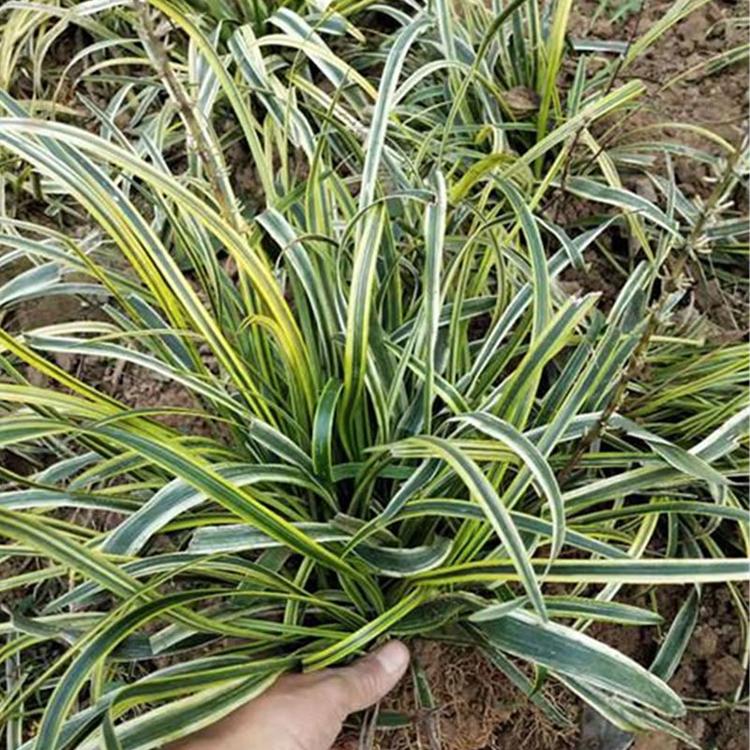 苗圃供应现货 麦冬草杯苗 草花批发价格 麦冬草价格