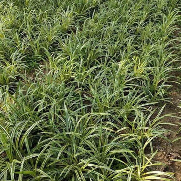 绿化草花麦冬 青州草花种植基地 苗圃供应现货 麦冬草价格