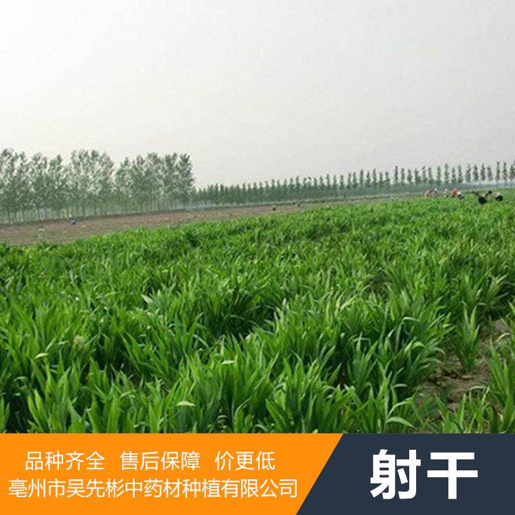 采购射干种苗 射干种苗价格