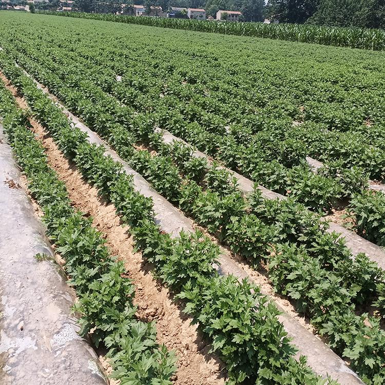 金丝皇菊苗厂家_金丝皇菊苗批发