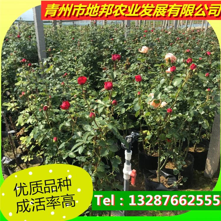 品种月季的养殖方法  地邦带你详细了解