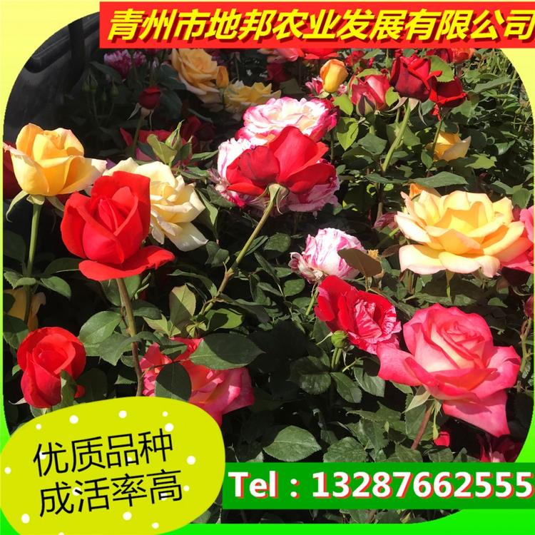 想购买品种月季 青州地邦常年出售月季