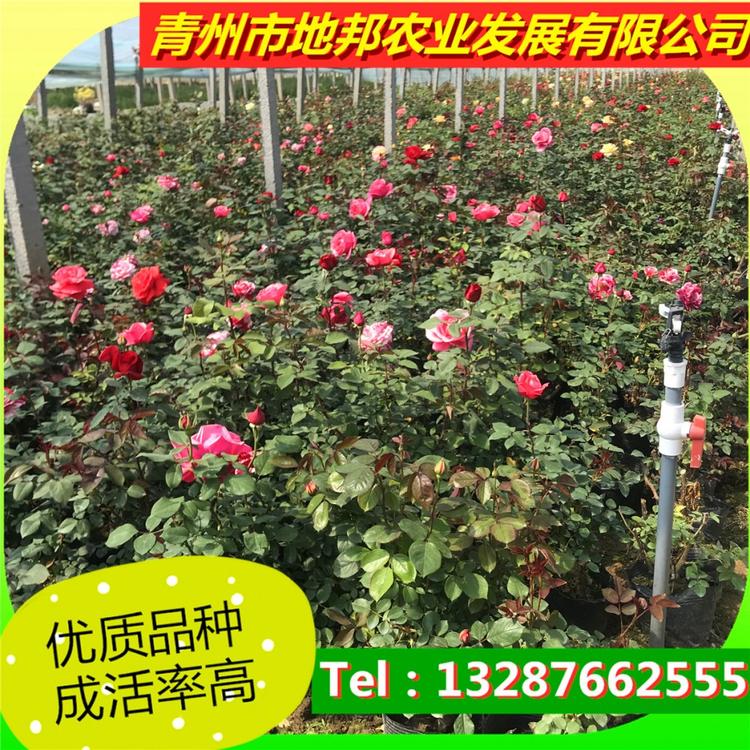 绿化专用月季 苗圃直供品种月季销售商  地邦