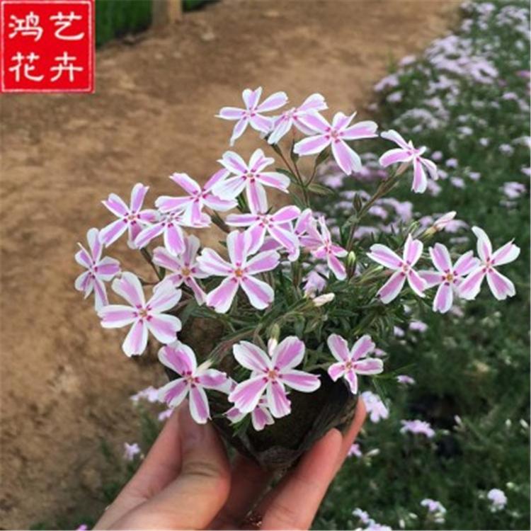 芝樱 芝樱花海 绿化工程苗芝樱批发